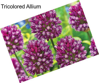 Tricolored Allium