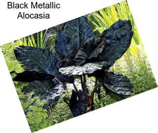 Black Metallic Alocasia