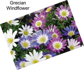 Grecian Windflower
