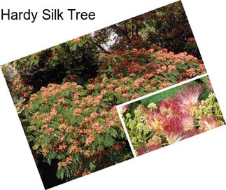 Hardy Silk Tree