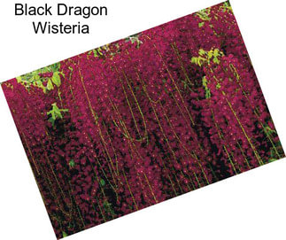 Black Dragon Wisteria