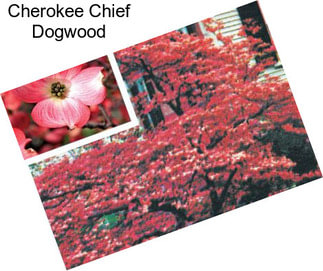 Cherokee Chief Dogwood