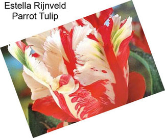 Estella Rijnveld Parrot Tulip