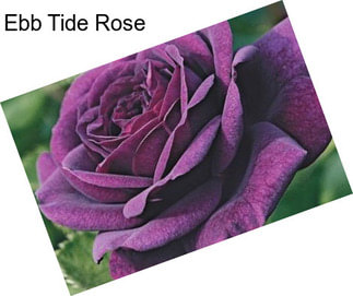 Ebb Tide Rose