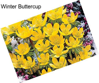 Winter Buttercup