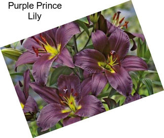 Purple Prince Lily