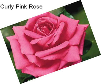 Curly Pink Rose