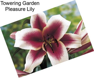 Towering Garden Pleasure Lily