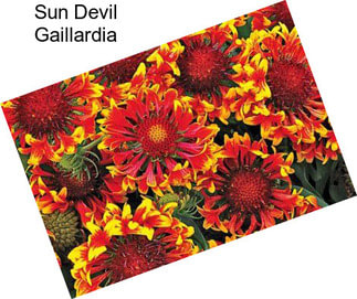 Sun Devil Gaillardia