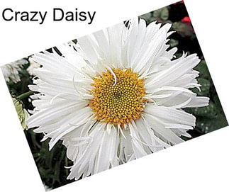 Crazy Daisy