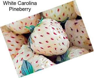 White Carolina Pineberry