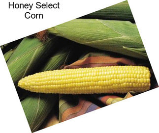 Honey Select Corn
