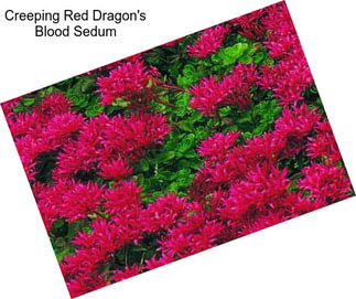 Creeping Red Dragon\'s Blood Sedum