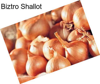 Biztro Shallot