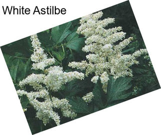 White Astilbe