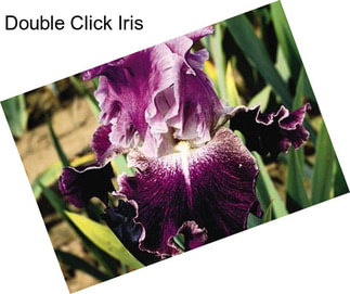 Double Click Iris