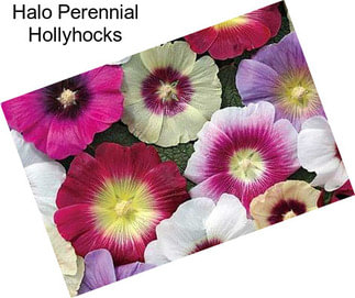 Halo Perennial Hollyhocks