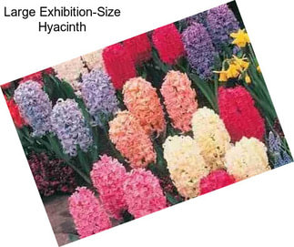 Large Exhibition-Size Hyacinth