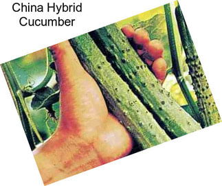 China Hybrid Cucumber