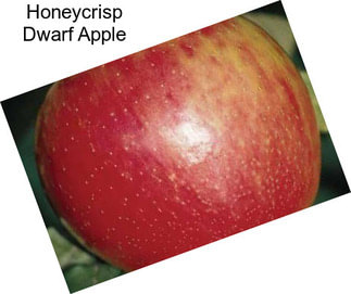 Honeycrisp Dwarf Apple