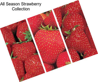 All Season Strawberry Collection