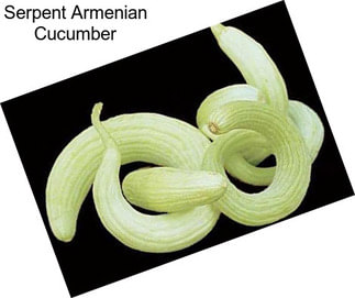 Serpent Armenian Cucumber