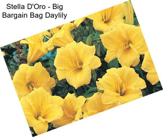 Stella D\'Oro - Big Bargain Bag Daylily