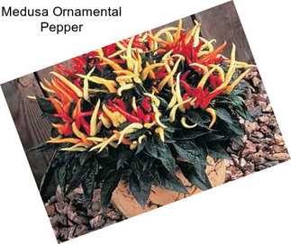 Medusa Ornamental Pepper