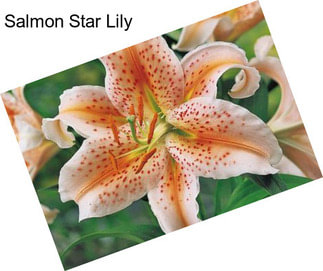 Salmon Star Lily