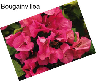 Bougainvillea