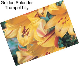 Golden Splendor Trumpet Lily