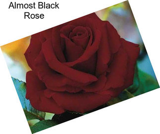 Almost Black Rose