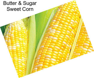 Butter & Sugar Sweet Corn