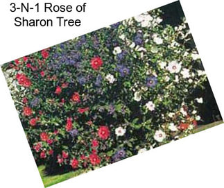 3-N-1 Rose of Sharon Tree