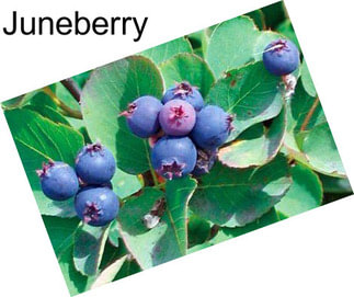 Juneberry