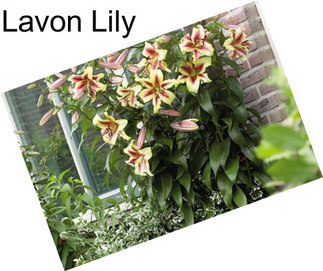 Lavon Lily