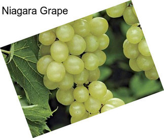 Niagara Grape