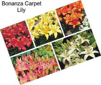 Bonanza Carpet Lily