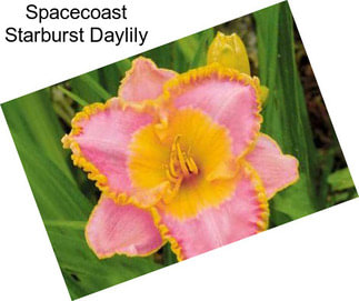 Spacecoast Starburst Daylily