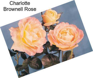 Charlotte Brownell Rose