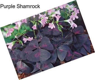 Purple Shamrock