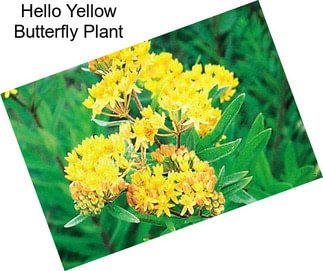 Hello Yellow Butterfly Plant