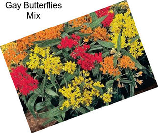 Gay Butterflies Mix