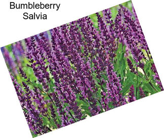 Bumbleberry Salvia