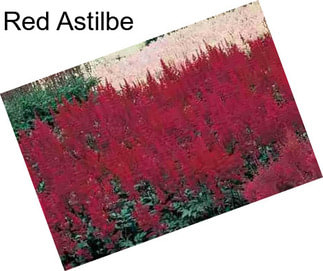 Red Astilbe