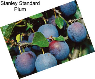 Stanley Standard Plum