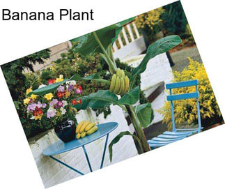 Banana Plant