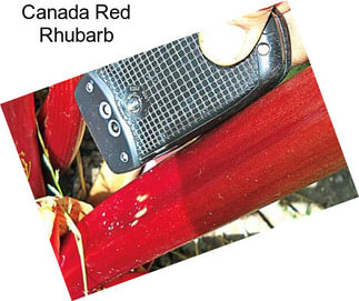 Canada Red Rhubarb