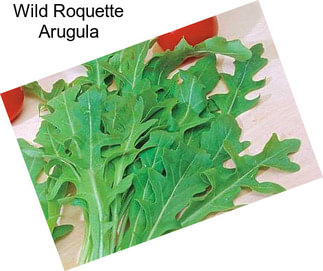 Wild Roquette Arugula