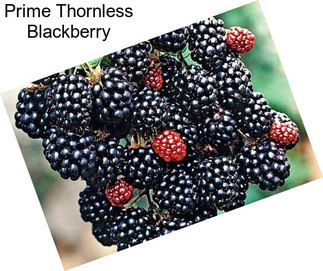 Prime Thornless Blackberry